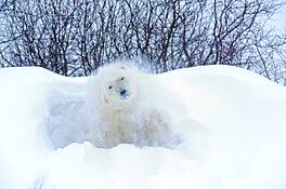 Polar_bear_1