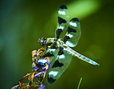 Dragonfly