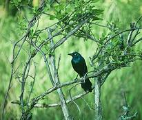 Grackle_in_bower