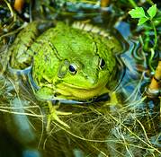 Greem_frpg_3
