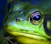 Green_frog_2