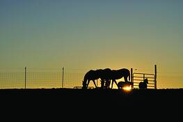 Horses_on_hill
