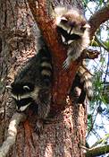 Raccoon_babies