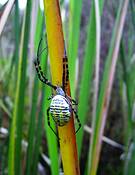 Spider_in_the_rushes