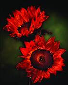 Sunflowr