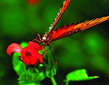 Butterfly__5