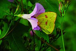 Butterfly__7