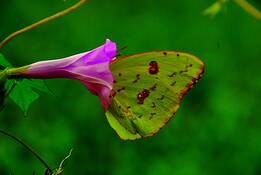 Butterfly__8