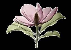 Bracken_s_brown_beauty_magnolia_x-ray