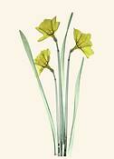 Daffodil_trio_x-ray