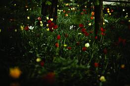 Wellesley_park_1