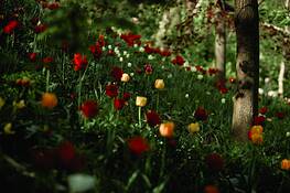 Wellesley_park_3