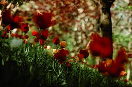 Wellesley_park_4