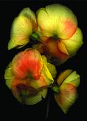 Begonias