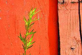 Green_on_orange__2