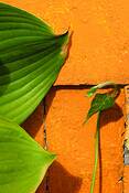 Green_on_orange__4