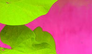 Green_on_pink__1