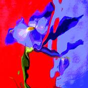 Floral_fantasy_5