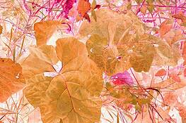 Leaves_1