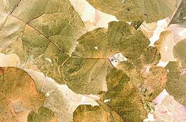 Leaves_2