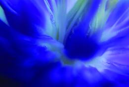 Blue_flower