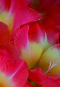 Pink_glad