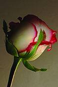 White_and_pink_rose