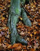 Beech_trunk_and_spent_leaves