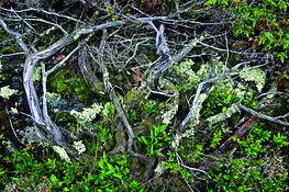 Dead_juniper