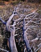Dead_pinyon_pine