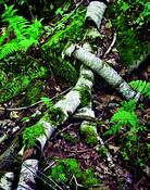 Fallen_birch_tree