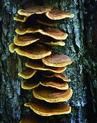 Fungi_on_maple_trunk
