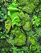 Lichens_detail
