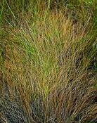 Marsh_grass