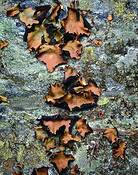 Rock_tripe_lichen