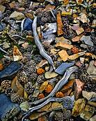 Spent_pinyon_pine_cones