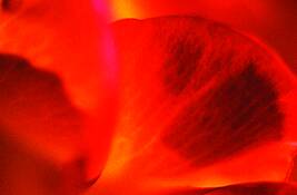 Rose_1