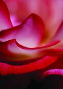 Rose_2