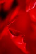 Rose_5