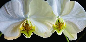 Flower_3