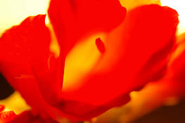 Red_gladiolus_1
