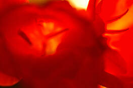 Red_gladiolus_2