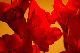 Red_gladiolus_4