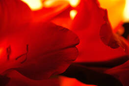 Red_gladiolus_5