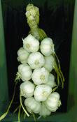 Garlic_garland