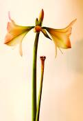 Amaryllis