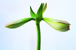 Amaryllis