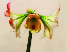 Amaryllis