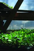 Soil_tray