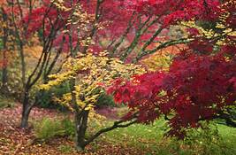 Autumn_bokeh_2